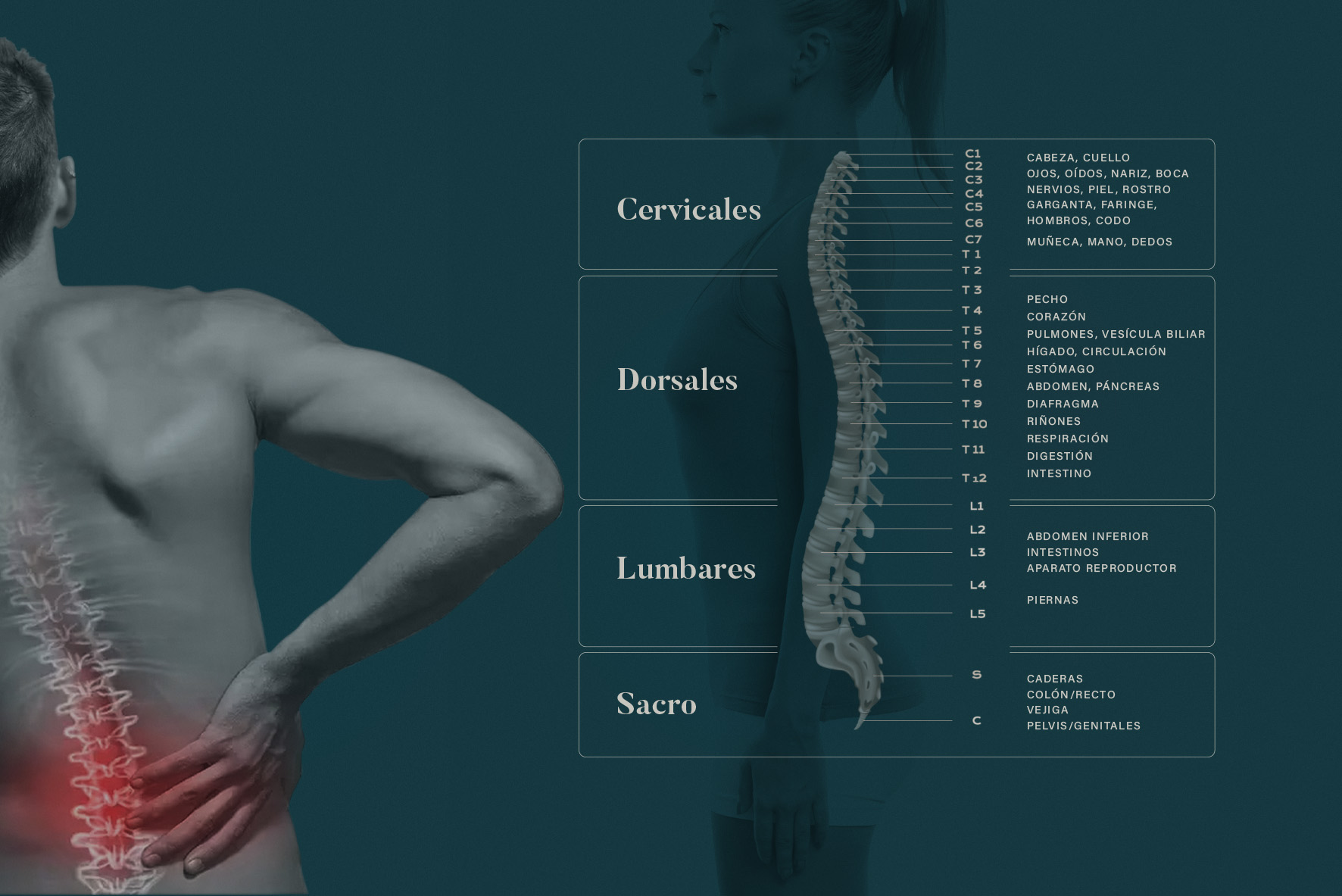 Columna vertebral: Dorsales, cervicales, lumbares.